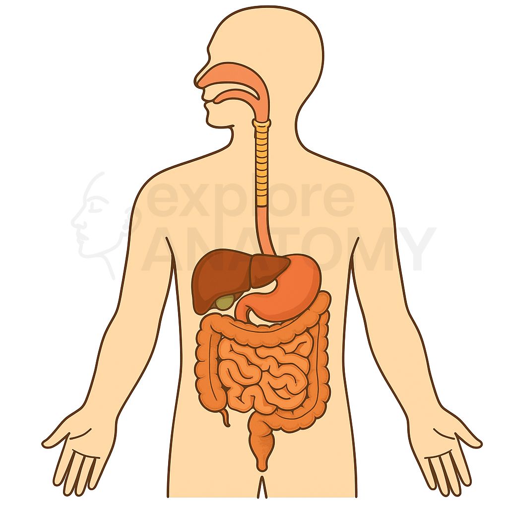 Digestive System illustration