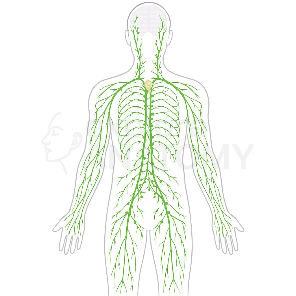 Lymphatic System illustration