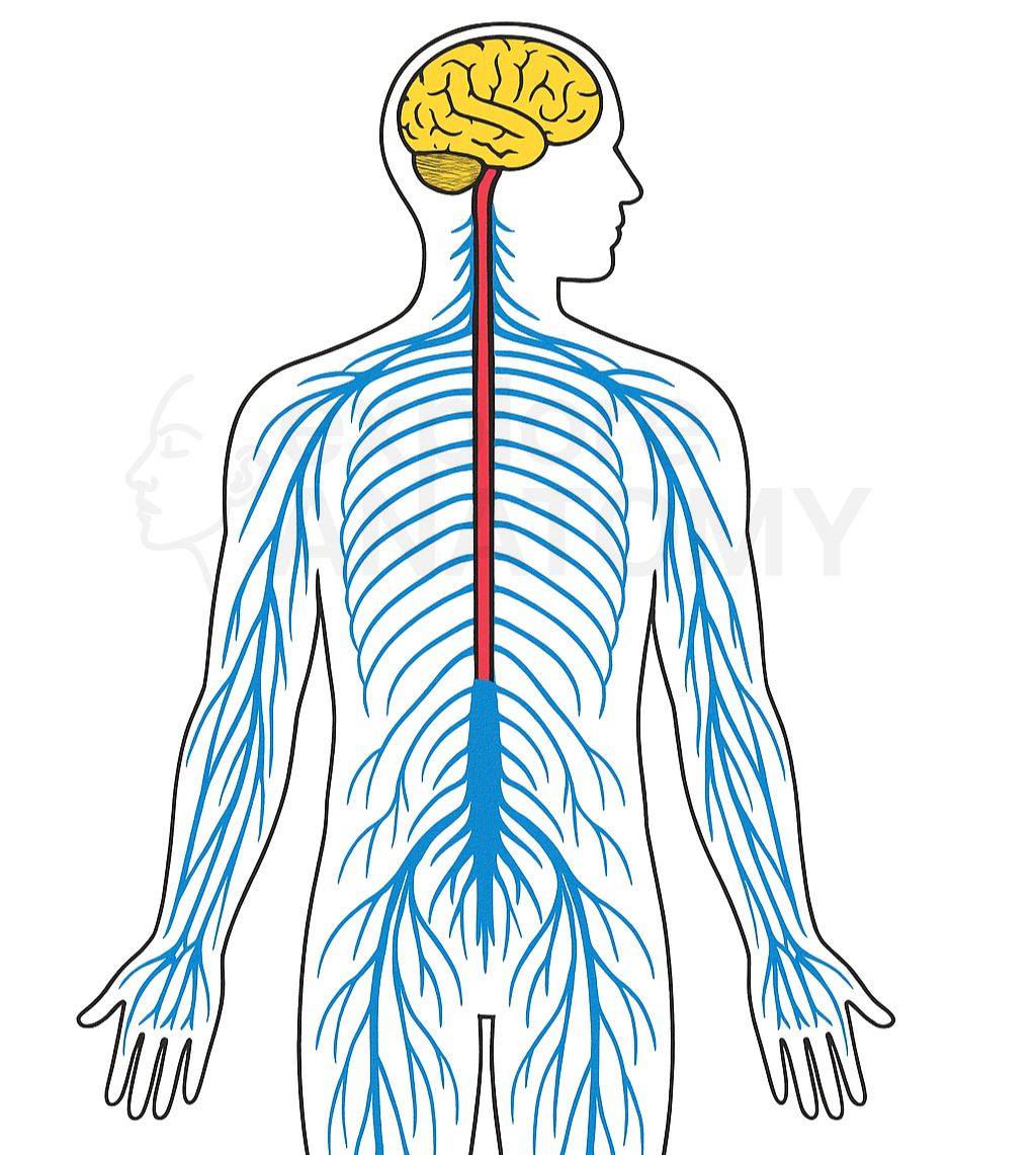 Nervous System illustration